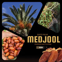 Meet Phoenix dactylifera. The common name for this is Medjool Date Palm. Stargazer Exotics is proud to offer the freshest of rare plant seeds. Other Common names for this rare Other Rare Plants are : Phoenix Dactylifera, Judean Date Palm, True Date Palm, Royal Date Palm, Diamond of Dates, King of Dates. Check this Medjool Date Palm  (Phoenix dactylifera) out along with all of our Other Rare Plants seeds here at Stargazer Exotics. We ship these Other Rare Plants seeds from Canada to anywhere in the World.
