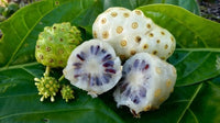 Meet Morinda citrifolia. The common name for this is Noni / Indian Mullberry. Stargazer Exotics is proud to offer the freshest of rare plant seeds. Other Common names for this rare Other Rare Plants are :Morinda Citrifolia, Indian Mulberry, Cheese Fruit. Check this Noni / Indian Mullberry  (Morinda citrifolia) out along with all of our Other Rare Plants seeds here at Stargazer Exotics. We ship these Other Rare Plants seeds from Canada to anywhere in the World.
