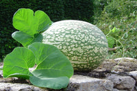 Meet Cucurbita ficifolia. The common name for this is Figleaf Gourd. Stargazer Exotics is proud to offer the freshest of rare plant seeds. Other Common names for this rare Other Rare Plants are: Figleaf Gourd, Hairy Cucumber, Creeping Fig-leaf Gourd, Climbing Gourd. Check this Figleaf Gourd (Cucurbita ficifolia) out along with all of our Other Rare Plants seeds here at Stargazer Exotics. We ship these Other Rare Plants seeds from Canada to anywhere in the World.
