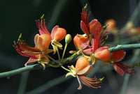 Meet Capparis decidua. The common name for this is Bare Caper. Stargazer Exotics is proud to offer the freshest of rare plant seeds. Other Common names for this rare Other Rare Plants are:   Bare Caper, Wild Caper, Desert Caper, Thorny Caper, Caparid, Shrub Caper, Dryland Caper. Check this Bare Caper (Capparis decidua) out along with all of our other Other Rare Plants plant seeds here at Stargazer Exotics. We ship these Other Rare Plants seeds from Canada to anywhere in the World.