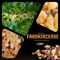 Meet Boswellia serrata. The common name for this is Indian Frankincense Tree. Stargazer Exotics is proud to offer the freshest of rare plant seeds. Other Common names for this rare Other Rare Plants are :Indian Frankincense Tree, Olibanum Tree, Boswellia Tree, Frankincense Incense Tree. Check this Indian Frankincense Tree (Boswellia serrata) out along with all of our Other Rare Plants seeds here at Stargazer Exotics. We ship these Other Rare Plants seeds from Canada to anywhere in the World.