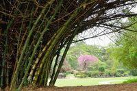 Meet Bambusa bambos. The common name for this is Giant Thorny Bamboo. Stargazer Exotics is proud to offer the freshest of rare plant seeds. Other Common names for this rare Other Rare Plants are: Giant Thorny Bamboo, Bambusa Arundinacea, Thorny Giant Bamboo, Spiny Bamboo, King Bamboo. Check this Giant Thorny Bamboo  (Bambusa bambos) out along with all of our Other Rare Plants seeds here at Stargazer Exotics. We ship these Other Rare Plants seeds from Canada to anywhere in the World.
