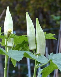 Meet Abelmoschus esculentus. The common name for this is White Velvet Okra . Stargazer Exotics is proud to offer the freshest of rare plant seeds. Check this White Velvet Okra (Abelmoschus esculentus) out along with all of our other Heirloom Vegetable and Rare Finds Trees plant seeds here at Stargazer Exotics. We ship these Heirloom Vegetable and Rare Finds seeds from Canada to anywhere in the World.
