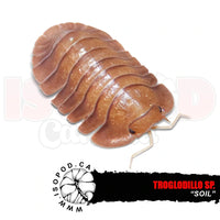 Soil Trog Isopods