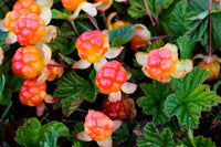 Meet Rubus chamaemorus. The common name for this is Cloudberry. Stargazer Exotics is proud to offer the freshest of rare plant seeds. Other Common names for this rare Other Rare Plants are: Bakeapple, Knotberry, Averin, Low-bush Salmonberry, Mountain Berry, Nordic Berry, Yellowberry, Reindeer Berry, Northern Berry. Check this Cloudberry  (Rubus chamaemorus) out along with all of our Other Rare Plants seeds here at Stargazer Exotics. We ship these Other Rare Plants seeds from Canada to anywhere in the World.