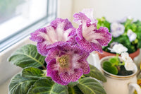 Meet Sinningia speciosa. The common name for this is Florist's Gloxinia  - Easter Tiger. Stargazer Exotics is proud to offer the freshest of rare plant seeds. Other Common names for this rare Other Rare Plants are: Sinningia Speciosa, Brazilian Gloxinia, Eucodonia, Sinningia Gloxinia. Check this Florist's Gloxinia  - Easter Tiger (Sinningia speciosa) out along with all of our Other Rare Plants seeds here at Stargazer Exotics. We ship these Other Rare Plants seeds from Canada to anywhere in the World.