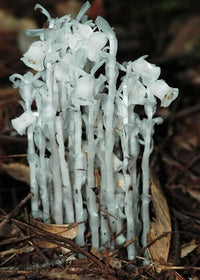 Meet Monotropa Uniflora. The common name for this is Indian Ghost Pipe Flower. Stargazer Exotics is proud to offer the freshest of rare plant seeds. Other Common names for this rare Other Rare Plants are : Indian Ghost Pipe Flower, Monotropa Uniflora, Ghost Plant, Indian Pipe Plant. Check this Indian Ghost Pipe Flower (Monotropa Uniflora) out along with all of our Other Rare Plants seeds here at Stargazer Exotics. We ship these Other Rare Plants seeds from Canada to anywhere in the World.