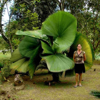 Meet Licualia grandis. The common name for this is Ruffled Fan Palm. Stargazer Exotics is proud to offer the freshest of rare plant seeds. Other Common names for this rare Other Rare Plants are : Licuala Grandis, Vanuatu Fan Palm, Palas Payung, Ruffled Palm. Check this Ruffled Fan Palm (Licualia grandis) out along with all of our Other Rare Plants seeds here at Stargazer Exotics. We ship these Other Rare Plants seeds from Canada to anywhere in the World.
