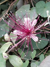 Meet Capparis zeylanica. The common name for this is Ceylon Caper. Stargazer Exotics is proud to offer the freshest of rare plant seeds. Other Common names for this rare Other Rare Plants are: Sri Lankan Caper, White Caper, Island Caper, Caperberry Tree, Tropical Caper, Asian Caper. Check this Ceylon Caper (Capparis zeylanica) out along with all of our Other Rare Plants seeds here at Stargazer Exotics. We ship these Other Rare Plants seeds from Canada to anywhere in the World.
