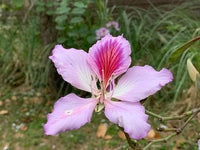 Meet Bauhinia variegata. The common name for this is Variegated Orchid Tree. Stargazer Exotics is proud to offer the freshest of rare plant seeds. Other Common names for this rare Other Rare Plants are : Rainbow Orchid Tree, Variegated Bauhinia, Multicolored Orchid Tree. Check this Variegated Orchid Tree (Bauhinia variegata) out along with all of our Other Rare Plants seeds here at Stargazer Exotics. We ship these Other Rare Plants seeds from Canada to anywhere in the World.
