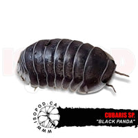 Black Panda Isopods