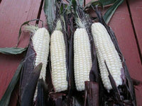 Meet Zea mays. The common name for this is Martian Jewels Corn. Stargazer Exotics is proud to offer the freshest of rare plant seeds. Check this Martian Jewels Corn (Zea mays) out along with all of our other Heirloom Vegetable and Rare Finds Trees plant seeds here at Stargazer Exotics. We ship these Heirloom Vegetable and Rare Finds seeds from Canada to anywhere in the World.
