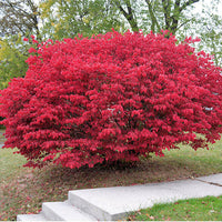 Meet Euonymus Atropurpureus. The common name for this is Burning Bush Tree / Eastern Wahoo. Stargazer Exotics is proud to offer the freshest of rare plant seeds. Other Common names for this rare Other Rare Plants are: Scarlet Euonymus, Red Flame Bush, Eastern Scarlet Bush, Firewood Tree. Check this Burning Bush Tree / Eastern Wahoo (Euonymus Atropurpureus) out along with all of our Other Rare Plants seeds here at Stargazer Exotics. We ship these Other Rare Plants seeds from Canada to anywhere in the World.
