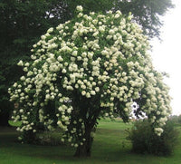 Meet Viburnum lentago. The common name for this is Nannyberry / Sweet Viburnum. Stargazer Exotics is proud to offer the freshest of rare plant seeds. Other Common names for this rare Other Rare Plants are :Sweet Highbush Cranberry, Nannyberry Viburnum, Sheepberry. Check this Nannyberry / Sweet Viburnum (Viburnum lentago) out along with all of our Other Rare Plants seeds here at Stargazer Exotics. We ship these Other Rare Plants seeds from Canada to anywhere in the World.
