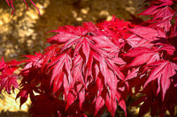 Oregon Sunset Japanese Maple