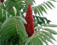 Meet Rhus typhina. The common name for this is Staghorn Sumac. Stargazer Exotics is proud to offer the freshest of rare plant seeds. Other Common names for this rare Other Rare Plants are :Antler Sumac, Hairy Sumac, Red Velvet Sumac, Deerhorn Sumac. Check this Staghorn Sumac (Rhus typhina) out along with all of our Other Rare Plants seeds here at Stargazer Exotics. We ship these Other Rare Plants seeds from Canada to anywhere in the World.
