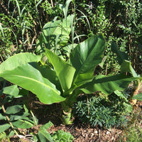 Meet Ensete glaucum. The common name for this is Snow Banana. Stargazer Exotics is proud to offer the freshest of rare plant seeds. Other Common names for this rare Other Rare Plants are : White Velvet Banana, Frosty Banana, Snowflake Banana. Check this Snow Banana (Ensete glaucum) out along with all of our Other Rare Plants seeds here at Stargazer Exotics. We ship these Other Rare Plants seeds from Canada to anywhere in the World.
