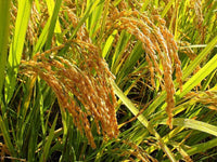 Meet Oryza sativa. The common name for this is Magic Rice of Assam / Chokuwa Magic Rice. Stargazer Exotics is proud to offer the freshest of rare plant seeds. Other Common names for this rare Other Rare Plants are : Assam Magic Grain, Assam Charmed Rice, Assam Sorcery Rice Check this Magic Rice of Assam / Chokuwa Magic Rice (Oryza sativa) out along with all of our Other Rare Plants seeds here at Stargazer Exotics. We ship these Other Rare Plants seeds from Canada to anywhere in the World.
