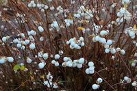 Snowberry / Wax Berry