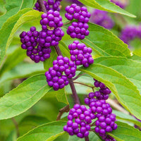 Meet Callicarpa americana. The common name for this is American Beautyberry. Stargazer Exotics is proud to offer the freshest of rare plant seeds. Other Common names for this rare Other Rare Plants  are:  French Mulberry, Sourbush, Purple Beautyberry, American Mulberry, American Beauty Bush. Check this American Beautyberry (Callicarpa americana) out along with all of our other Other Rare Plants plant seeds here at Stargazer Exotics. We ship these Other Rare Plants seeds from Canada to anywhere in the World.