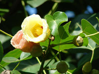 Meet Thespesia populnea. The common name for this is Indian Tulip Tree / Portia Tree. Stargazer Exotics is proud to offer the freshest of rare plant seeds. Other Common names for this rare Other Rare Plants are : Indian Bead Tree, Bengal Bead Tree, Rosewood Tulip Tree. Check this Indian Tulip Tree / Portia Tree (Thespesia populnea) out along with all of our Other Rare Plants seeds here at Stargazer Exotics. We ship these Other Rare Plants seeds from Canada to anywhere in the World.