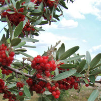 Meet Shepherdia argentea. The common name for this is Silver Russet Buffaloberry. Stargazer Exotics is proud to offer the freshest of rare plant seeds. Other Common names for this rare Other Rare Plants are : Russetleaf Buffaloberry, Silverskin Buffaloberry, Silverberry. Check this Silver Russet Buffaloberry (Shepherdia argentea) out along with all of our Other Rare Plants seeds here at Stargazer Exotics. We ship these Other Rare Plants seeds from Canada to anywhere in the World.
