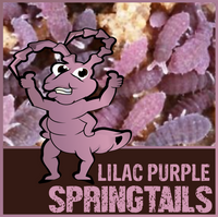 Lilac Purple Springtails