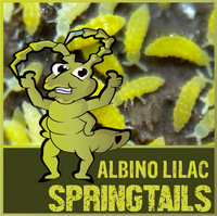 Albino Lilac Purple Springtails