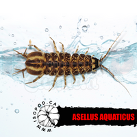 Freshwater Aquatic Isopods