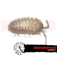 Corfu Pallasii Isopods