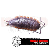 Cave Duboscqui Isopods