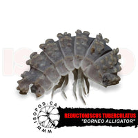 Borneo Alligator Isopods