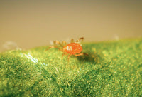 Predatory Mites (Phytoseiulus persimilis)- Natural Mite Predators - Biological Pest Control