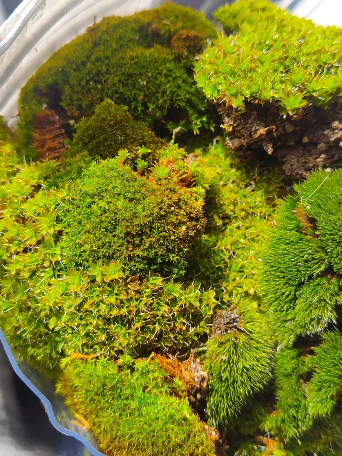 Premium Live Mixed Mosses | reptile and terrarium supplies