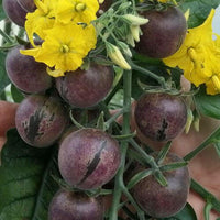 Meet Solanum peruvianum. The common name for this is Peruvian Tomato. Stargazer Exotics is proud to offer the freshest of rare plant seeds. Check this Peruvian Tomato (Solanum peruvianum) out along with all of our other Heirloom Vegetable and Rare Finds Trees plant seeds here at Stargazer Exotics. We ship these Heirloom Vegetable and Rare Finds seeds from Canada to anywhere in the World.
