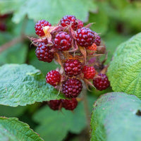 Meet Rubus phoenicolasius. The common name for this is Japanese Wineberry. Stargazer Exotics is proud to offer the freshest of rare plant seeds. Other Common names for this rare Other Rare Plants are :  Wine Raspberry, Rubus phoenicolasius, Wineberry Bush, Japanese Wineberry. Check this Japanese Wineberry (Rubus phoenicolasius) out along with all of our Other Rare Plants seeds here at Stargazer Exotics. We ship these Other Rare Plants seeds from Canada to anywhere in the World.