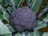 Meet Brassica oleracea. The common name for this is Purple Magic Broccoli. Exotics is proud to offer the freshest of rare plant seeds. Check this Purple Magic Broccoli (Brassica oleracea) out along with all of our other Heirloom Vegetable and Rare Finds Trees plant seeds here at Stargazer Exotics. We ship these Heirloom Vegetable and Rare Finds seeds from Canada to anywhere in the World.
