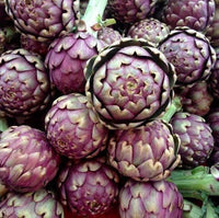 Meet Cynara scolymus. The common name for this is Artichoke Violet De Provence . Stargazer Exotics is proud to offer the freshest of rare plant seeds. Check this Artichoke Violet De Provence (Cynara scolymus) out along with all of our other Heirloom Vegetable and Rare Finds plant seeds here at Stargazer Exotics. We ship these Heirloom Vegetable and Rare Finds seeds from Canada to anywhere in the World.
