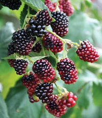 Meet Rubus ssp.  The common name for this is Boysenberry.  Stargazer Exotics is proud to offer the freshest of rare plant seeds. Other Common names for this rare Other Rare Plants are: Boysenberry Bush, Rubus ursinus x idaeus, Boysen Berry, Boysenberry. Check this  (Rubus ssp.) out along with all of our Other Rare Plants seeds here at Stargazer Exotics. We ship these Other Rare Plants seeds from Canada to anywhere in the World.