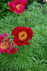 Meet Paeonia tenuifolia. The common name for this is Herbaceous Fernleaf Peony. Stargazer Exotics is proud to offer the freshest of rare plant seeds. Other Common names for this rare Other Rare Plants are : Common Peony, Fernleaf Peony, Chinese Peony, Botanical Peony, Herbaceous Fernleaf Peony. Check this Herbaceous Fernleaf Peony (Paeonia tenuifolia) out along with all of our Other Rare Plants seeds here at Stargazer Exotics. We ship these Other Rare Plants seeds from Canada to anywhere in the World.