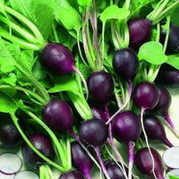 Meet Raphanus sativus. The common name for this is Malaga Violet Radish. Stargazer Exotics is proud to offer the freshest of rare plant seeds. Check this Malaga Violet Radish  (Raphanus sativus) out along with all of our other Heirloom Vegetable and Rare Finds Trees plant seeds here at Stargazer Exotics. We ship these Heirloom Vegetable and Rare Finds seeds from Canada to anywhere in the World.
