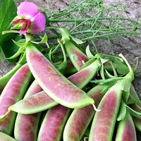 Meet Pisum Sativum. The common name for this is Spring Blush Sugarsnap Pea. Stargazer Exotics is proud to offer the freshest of rare plant seeds. Check this Spring Blush Sugarsnap Pea (Pisum Sativum) out along with all of our other Heirloom Vegetable and Rare Finds Trees plant seeds here at Stargazer Exotics. We ship these Heirloom Vegetable and Rare Finds seeds from Canada to anywhere in the World.
