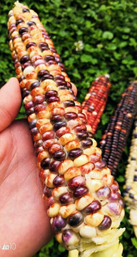 Meet Zea mays. The common name for this is Rainbow Bumblebee Corn. Stargazer Exotics is proud to offer the freshest of rare plant seeds. Check this Rainbow Bumblebee Corn (Zea mays) out along with all of our other Heirloom Vegetable and Rare Finds Trees plant seeds here at Stargazer Exotics. We ship these Heirloom Vegetable and Rare Finds seeds from Canada to anywhere in the World.
