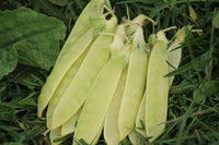 Meet Pisum sativum. The common name for this is Golden Sweet Snow Pea. Stargazer Exotics is proud to offer the freshest of rare plant seeds. Check this Golden Sweet Snow Pea  (Pisum sativum) out along with all of our other Heirloom Vegetable and Rare Finds Trees plant seeds here at Stargazer Exotics. We ship these Heirloom Vegetable and Rare Finds seeds from Canada to anywhere in the World.