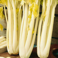 Meet Apium graveolens. The common name for this is Golden Self-Blanching Celery. Stargazer Exotics is proud to offer the freshest of rare plant seeds. Check this Golden Self-Blanching Celery (Apium graveolens) out along with all of our other Heirloom Vegetable and Rare Finds Trees plant seeds here at Stargazer Exotics. We ship these Heirloom Vegetable and Rare Finds seeds from Canada to anywhere in the World.
