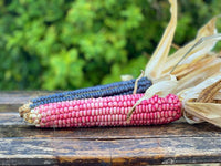 Meet Zea mays. The common name for this is Hopi Pink Corn. Stargazer Exotics is proud to offer the freshest of rare plant seeds. Check this Hopi Pink Corn (Zea mays') out along with all of our other Heirloom Vegetable and Rare Finds Trees plant seeds here at Stargazer Exotics. We ship these Heirloom Vegetable and Rare Finds seeds from Canada to anywhere in the World.