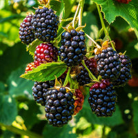 Meet Rubus ulmifolius. The common name for this is Thornless Blackberry. Stargazer Exotics is proud to offer the freshest of rare plant seeds. Other Common names for this rare Other Rare Plants are :  Smooth Blackberry, Rubus fruticosus 'Thornless', Thornless Blackberry. Check this Thornless Blackberry (Rubus ulmifolius) out along with all of our Other Rare Plants seeds here at Stargazer Exotics. We ship these Other Rare Plants seeds from Canada to anywhere in the World.
