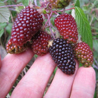 Meet Rubus glaucus. The common name for this is Mora de Castilla or Andean Raspberry. Stargazer Exotics is proud to offer the freshest of rare plant seeds. Other Common names for this rare Other Rare Plants are :Andean Blackberry, Andean Raspberry, Rubus glaucus. Check this Mora de Castilla or Andean Raspberry (Rubus glaucus) out along with all of our Other Rare Plants seeds here at Stargazer Exotics. We ship these Other Rare Plants seeds from Canada to anywhere in the World.
