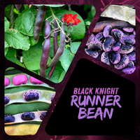 Meet Phaseolus coccineus. The common name for this is Black Knight Runner Beans. Stargazer Exotics is proud to offer the freshest of rare plant seeds. Check this Black Knight Runner Beans (Phaseolus coccineus) out along with all of our other Heirloom Vegetable and Rare Finds plant seeds here at Stargazer Exotics. We ship these Heirloom Vegetable and Rare Finds seeds from Canada to anywhere in the World.