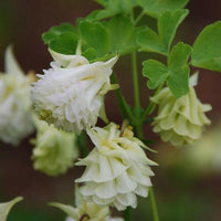 Meet Aquilegia Vulgaris 'Snowballs'. The common name for this is Snowballs Columbine. Stargazer Exotics is proud to offer the freshest of rare plant seeds. Other Common names for this rare Other Rare Plants are :  Snowball Columbine, Aquilegia 'Snowball', European Columbine, Snowballs Columbine. Check this Snowballs Columbine (Aquilegia Vulgaris 'Snowballs') out along with all of our Other Rare Plants seeds here at Stargazer Exotics. We ship these Other Rare Plants seeds from Canada to anywhere in the World